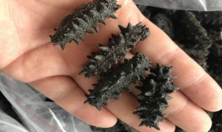 海参十个头是什么意思（海参十个头是什么意思呀）