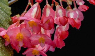 竹节秋海棠怎么多开花 竹节海棠怎样开花多