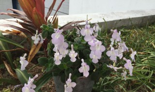 海豚花多开花的秘诀（海豚花一年开几次）