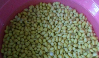 煮黄豆的功效与作用禁忌是什么 水煮黄豆的功效与禁忌