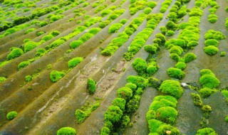 苔藓是怎么形成的（苔藓是怎么形成的原因）