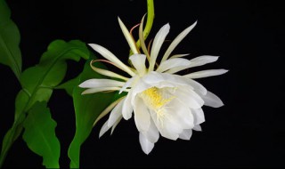 昙花可以养在室内吗（昙花可以放在室内养吗）