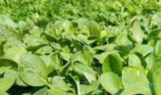 春季种植白菜什么品种最好 适合春季种植的白菜品种