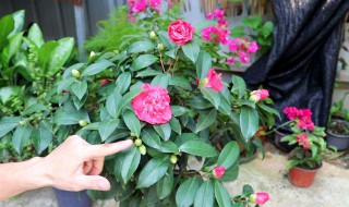茶花对家里的风水好吗 茶花对家里的风水好吗