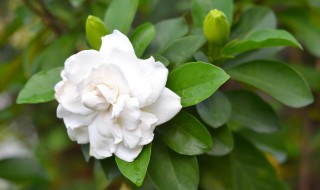 栀子花的扦插养殖方法和注意事项 栀子花的扦插养殖方法和注意事项视频