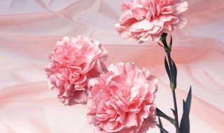 粉色康乃馨花语（粉色康乃馨花语和寓意）