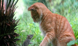 如何让不捉耗子的猫捕捉老鼠（如何让不捉耗子的猫捕捉老鼠视频）