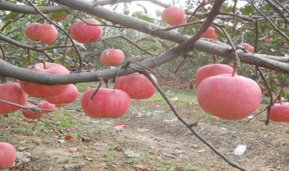 众成一号苹果树苗在栖霞什么地方 众成一号苹果苗木基地在哪里