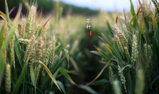 芒种吃什么传统食物