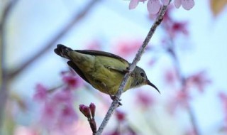 小寒时节动物如何报寒 小寒时节动物如何报寒?