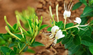 金银花泡水喝功效 玫瑰花麦冬金银花泡水喝功效