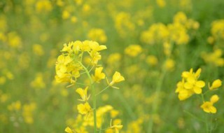 油菜花经典语句（油菜花经典语句结尾）