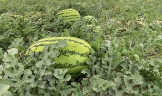 华北地西瓜种植时间（华北地区西瓜种植时间）