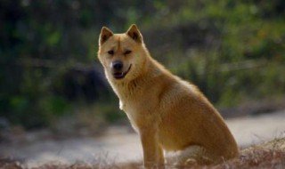 田园犬如何剃毛 田园犬如何剃毛视频教程