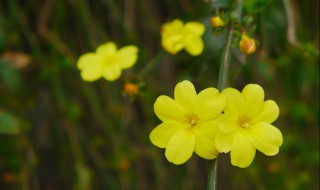 春天开花顺序 春天开花顺序顺口溜