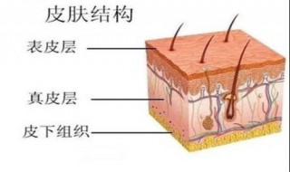 皮肤角质层薄如何护理（角质层薄怎样护肤）