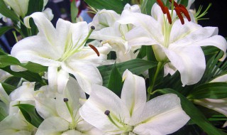 18朵百合花的花语是什么 18朵百合花的花语是什么意义