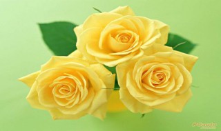 金色玫瑰花花语是什么 金色玫瑰花花语是什么?