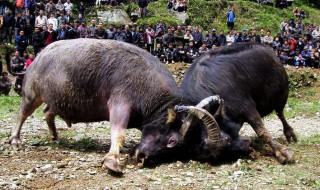 斗牛是哪个国家的风俗 斗牛是什么地方的民俗