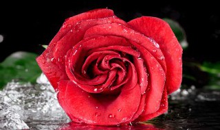 红玫瑰花语是什么（25支红玫瑰花语是什么）