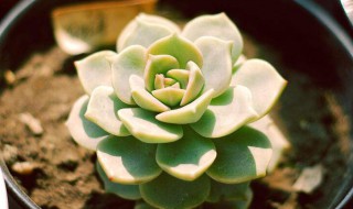 多肉白牡丹花语是什么 多肉植物白牡丹花语