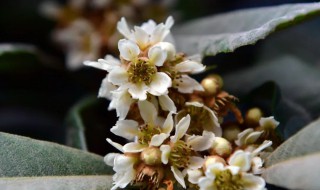 枇杷几月开花（枇杷几月开花和成熟什么季节花）
