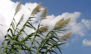 芦花飞时是什么季节 芦花飞时是什么季节开的