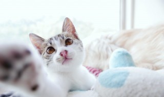 猫粘人的原因 猫粘人的原因是什么