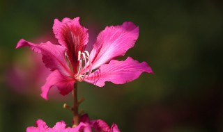 香港省花是什么（香港的港花是什么花?）