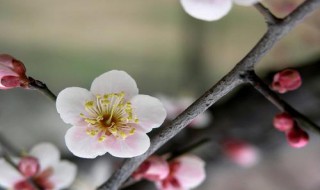 白梅花泡水喝有什么作用 白梅花泡水喝起什么作用