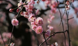 新鲜腊梅花怎么制成茶（新鲜腊梅怎样做花茶）