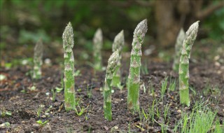 芦笋根的种植方法和时间（芦笋根的种植方法和时间图片）