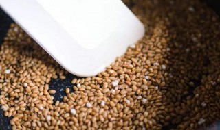 糙米茶的做法与功效（糙米茶的做法与功效窍门）