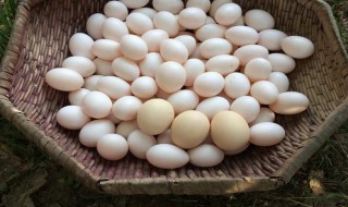 鸽子蛋和鹌鹑蛋哪个营养价值高