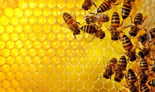 蜂胶的作用 蜂胶的作用与功效