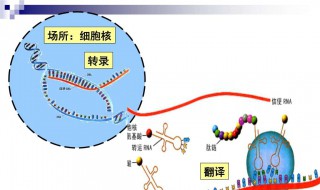 起始密码子位置（起始密码子位置变了）