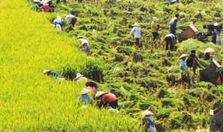 亚洲水稻种植业的区位条件（亚洲水稻种植业的区位条件和特点）