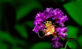 紫薇花的含义是什么 紫薇花有什么含义