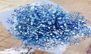 蓝色满天星代表什么意思（蓝颜色的满天星是什么意思）