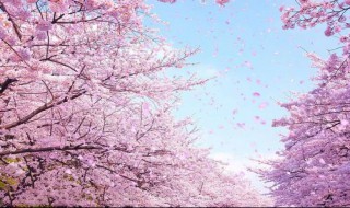 樱花的含义是什么（樱花的含义是什么意思）