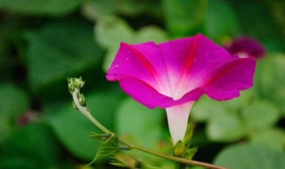 牵牛花的花语和寓意（紫色牵牛花的花语和寓意）