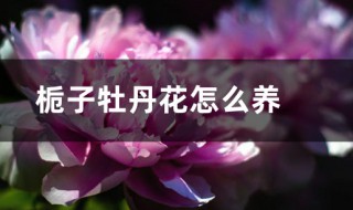 栀子牡丹的养殖方法 栀子牡丹的养殖方法是什么