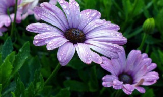 非洲菊怎么养家庭养法（非洲菊鲜花怎么养）