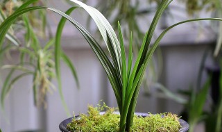 风雨兰花怎么养才能开花多 风雨兰花怎么养才能开花多