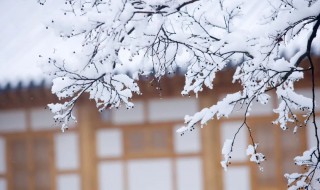 雪的诗句唯美（有关小雪的诗句唯美）