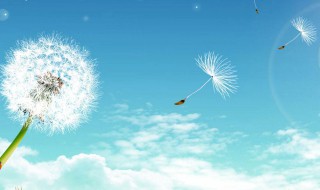 蒲公英花语是什么 蒲公英花语是什么意思 蒲公英代表什么爱情