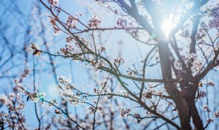 梅花开得早的原因 梅花提前开花什么原因