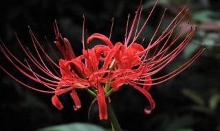 彼岸花的花语 彼岸花的花语是什么