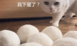 猫毛搓成球教程（猫毛搓成球教程视频）