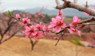 为什么叫桃花运 为什么叫桃花运不是梨花运 额前头发为什么叫刘海